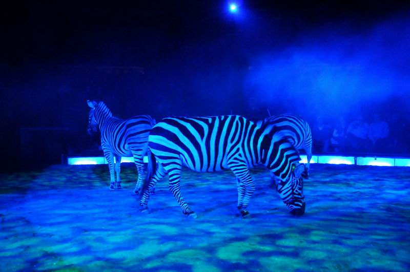 2011_02_01_03339.jpg