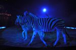 2011_02_01_03364.jpg