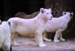 2013_02_01_04239.jpg