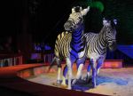 2011_04_07__4107.jpg