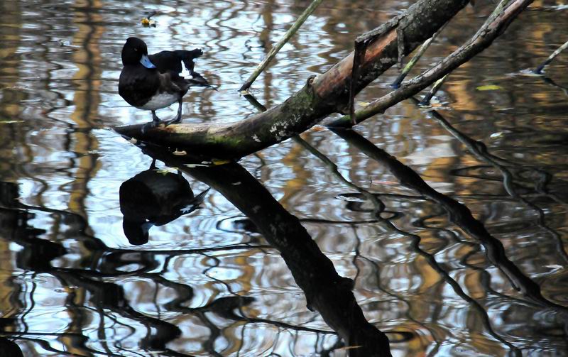 2011_11_08__09568.jpg