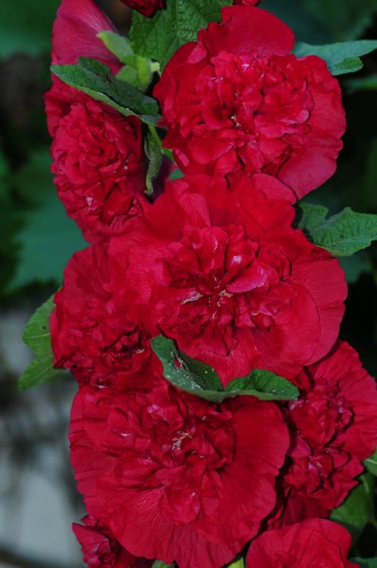 2012_07_23__05196.jpg