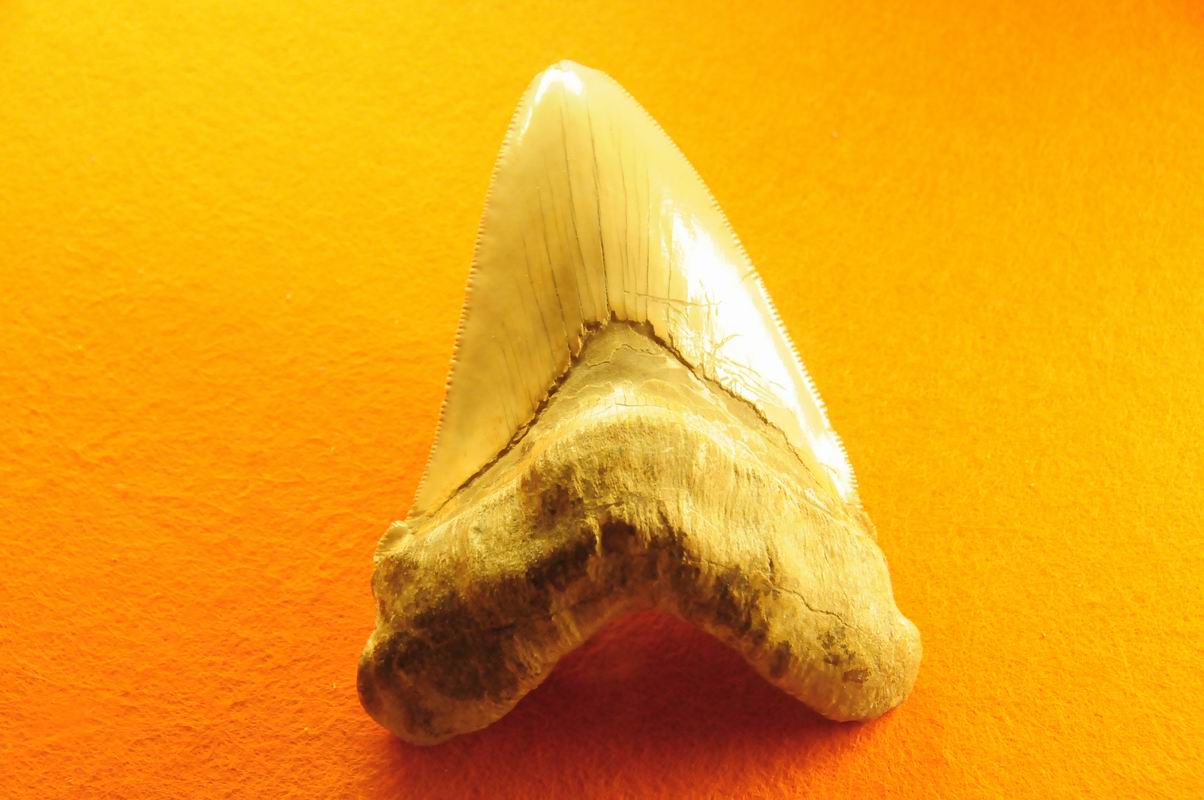 2008_10_25__09946_~0.jpg