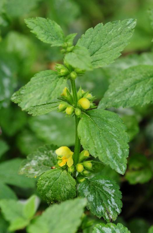 2011_04_25__7103.jpg