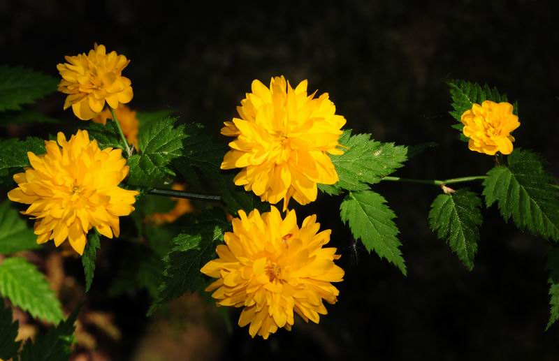 2011_04_25__7202.jpg