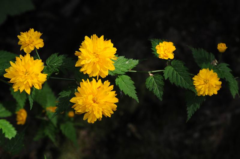 2011_04_25__7204.jpg