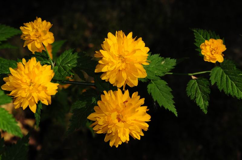 2011_04_25__7209.jpg