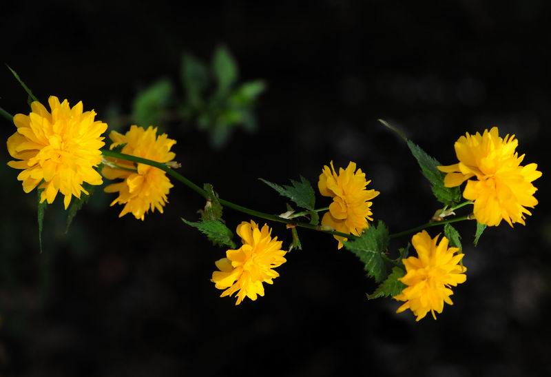 2011_04_25__7212.jpg