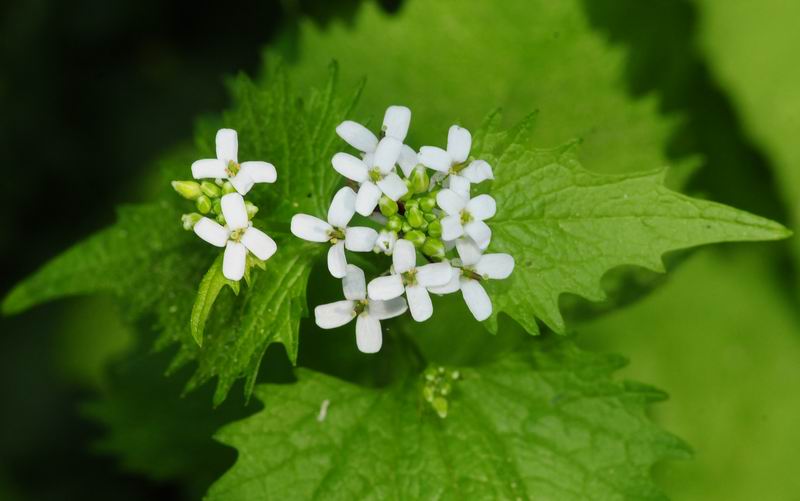 2011_04_25__7259.jpg