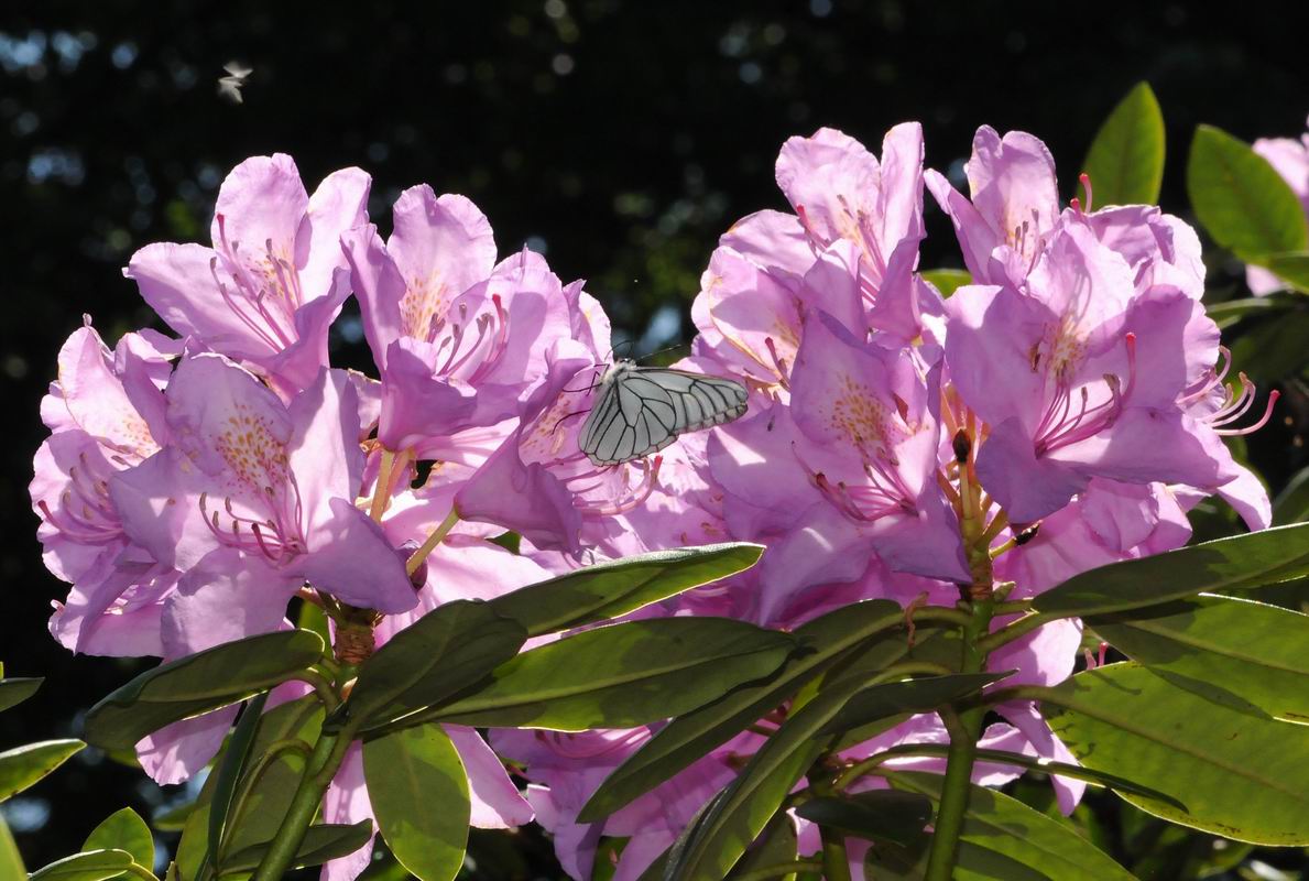 2011_05_25__1771.jpg