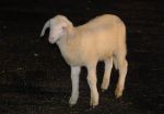 2011_02_18_05285.jpg