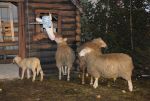 2011_02_18_05287.jpg