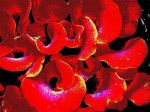 2003_07_06__0005.jpg
