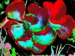 2003_07_06__0013.jpg