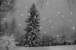 2004_12_19_047300.jpg
