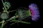2005_08_09__000249.jpg
