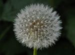 2011_05_04__4273.jpg