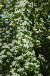 2011_05_08__8542.jpg