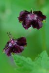 2011_05_08__8900.jpg