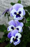 2011_05_08__8908.jpg