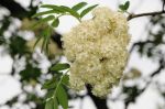 2011_05_11__0730.jpg