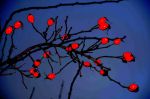 2012_12_01_00001.jpg